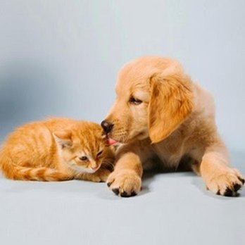 Milestone Veterinary Hospital - Veterinarians Near Me - Greer, South Carolina Milestone Veterinary Hospital - Veterinarians Near Me - Greer, South Carolina