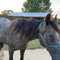 Circle KRJ Ranch