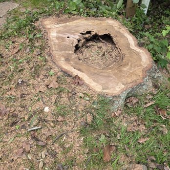 Marquez Tree Services - Tree Services Near Me - Silver Spring, Maryland Marquez Tree Services - Tree Services Near Me - Silver Spring, Maryland