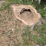 Photo of Marquez Tree Services
