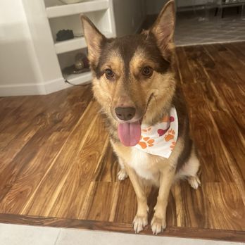 Luba Mobile Pet Salon - Pet Groomers Near Me - Palm Desert, California
