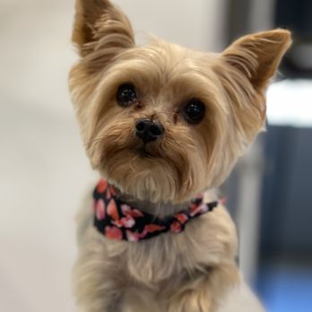 Land Of Paws - Chloe after her grooming with Valentine's Day bandanna - Pet Groomers Near Me - Simi Valley, California Land Of Paws - Chloe after her grooming with Valentine's Day bandanna - Pet Groomers Near Me - Simi Valley, California