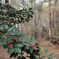 Sabine National Forest