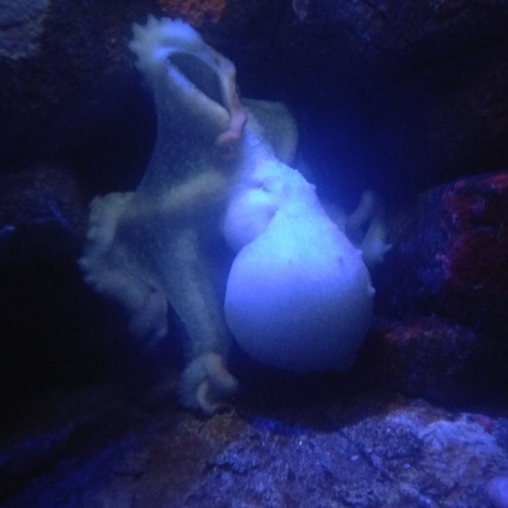Texas State Aquarium - Octopi - Aquariums Near Me - Corpus Christi, Texas Texas State Aquarium - Octopi - Aquariums Near Me - Corpus Christi, Texas
