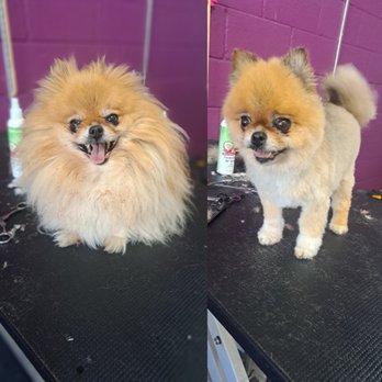 Pawsitive vibes pet grooming - Pet Groomers Near Me - Nice, California