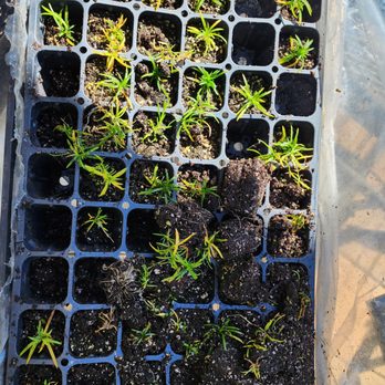 TN Nursery - This is how they were delivered - Nurseries & Gardening Near Me - Altamont, Tennessee TN Nursery - This is how they were delivered - Nurseries & Gardening Near Me - Altamont, Tennessee