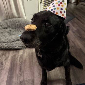Three Dog Bakery - Rice Village - Lab tested. - Pet Stores Near Me - Houston, Texas Three Dog Bakery - Rice Village - Lab tested. - Pet Stores Near Me - Houston, Texas