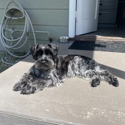 Black and White Parti Mini Schnauzer laying on the back porch.