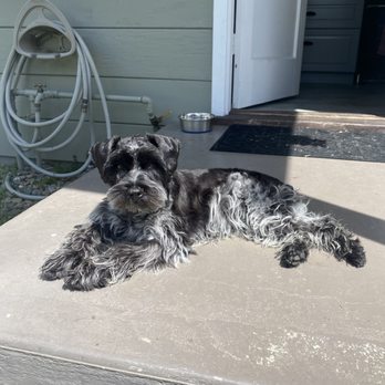 Wet Paws Grooming Studio - Black and White Parti Mini Schnauzer laying on the back porch. - Pet Groomers Near Me - Mountain View, California