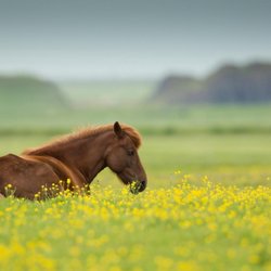 Seed Ranch