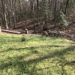 Branching Out Tree Service - Tree removal services