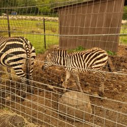 Action Wildlife Foundation
