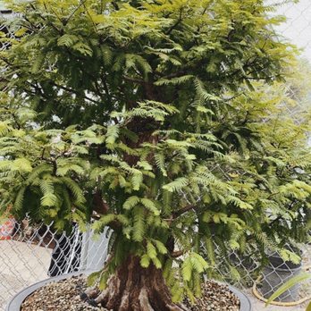 Plant City Bonsai - Nurseries & Gardening Near Me - Clermont, Georgia Plant City Bonsai - Nurseries & Gardening Near Me - Clermont, Georgia