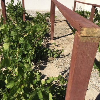 Easy Clean Up and Landscaping - Trellis not in line with grapes, no grapes attached. - Irrigation Near Me - Apple Valley, California Easy Clean Up and Landscaping - Trellis not in line with grapes, no grapes attached. - Irrigation Near Me - Apple Valley, California
