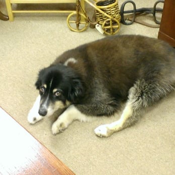 Jean's Antique Mall - Meet Sam. He's old. He looks scared but he likes to be pet. - Antiques Near Me - Wimberley, Texas Jean's Antique Mall - Meet Sam. He's old. He looks scared but he likes to be pet. - Antiques Near Me - Wimberley, Texas