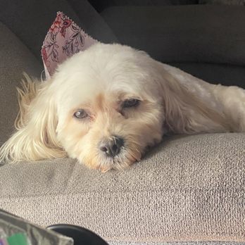 All Star Pet Grooming - Skippack - Miss K9 2024 - Pet Groomers Near Me - Skippack, Pennsylvania