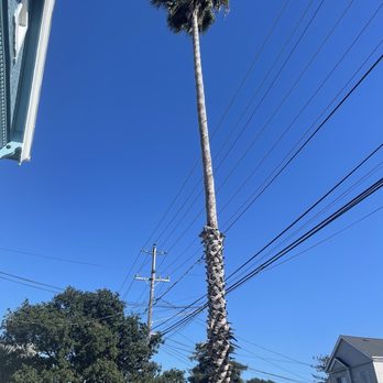 JMV Tree Service - Tree Services Near Me - Hayward, California