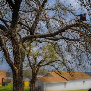 Earth and Arbor Tree Service - a man in a tree - Tree Services Near Me - Edmond, Oklahoma Earth and Arbor Tree Service - a man in a tree - Tree Services Near Me - Edmond, Oklahoma