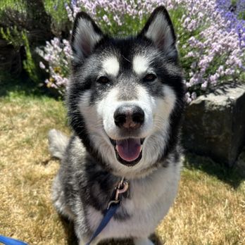 Lavender Hill Farm - Good smells = Happy dog - Vacation Rentals Near Me - Vashon, Washington Lavender Hill Farm - Good smells = Happy dog - Vacation Rentals Near Me - Vashon, Washington