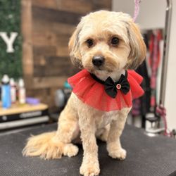 Barks & beauty pet salon - teddy bear cut