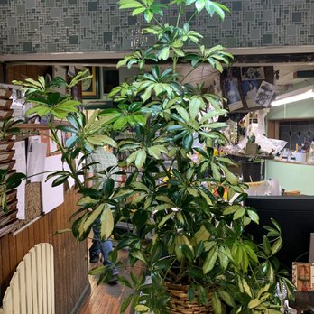 Enchanted Florist & Greenhouse - "Umbrella" green plant - Florists Near Me - Maspeth, New York