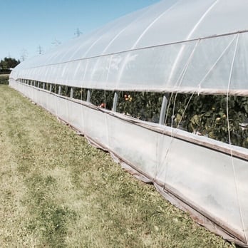 Ferme F Turcot et Fils - Greenhouses that had some nice looking tomatoes - Fruits & Veggies Near Me - Laval, Quebec