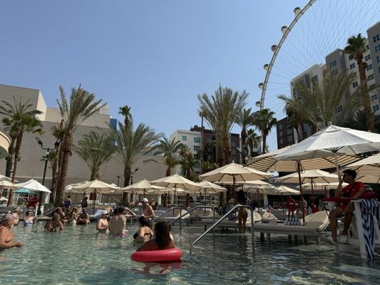 Flamingo Pool at Flamingo Las Vegas by null Flamingo Pool at Flamingo Las Vegas by null
