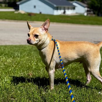 Camp Legacy Dogs - Pet Training Near Me Camp Legacy Dogs - Pet Training Near Me