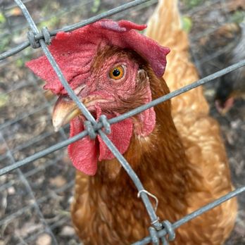 The Remedy Farm - Attraction Farms Near Me - San Antonio, Florida