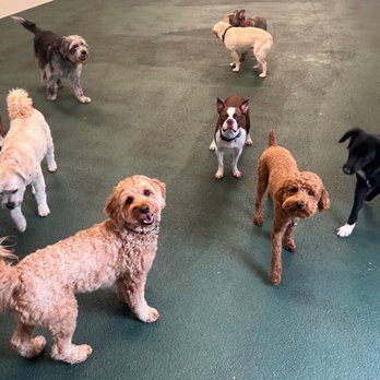 Wag 'N Paddle - Griswold and some friends at daycare at Wag n Paddle - Dog Parks Near Me - Naperville, Illinois