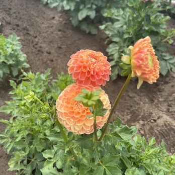 Swan Island Dahlias - Nurseries & Gardening Near Me - Canby, Oregon