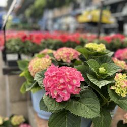Lowe's