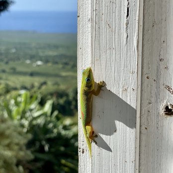 The Coffee Shack - Gecko - Coffee & Tea Near Me - Captain Cook, Hawaii The Coffee Shack - Gecko - Coffee & Tea Near Me - Captain Cook, Hawaii