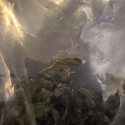 Natural Remedies - Stems and leaf pretty much my whole oz is more stems and leaves then buds