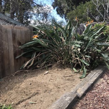 Rancho Tree Care - Beautiful space without eyesore palm tree. - Tree Services Near Me