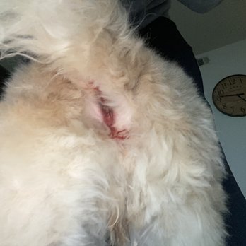 Palm Ridge Grooming Gallery - Pet Groomers Near Me - Chula Vista, California
