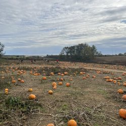 Mulberry Orchard