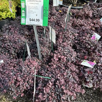 TLC Garden Centers - Nurseries & Gardening Near Me - Oklahoma City, Oklahoma TLC Garden Centers - Nurseries & Gardening Near Me - Oklahoma City, Oklahoma