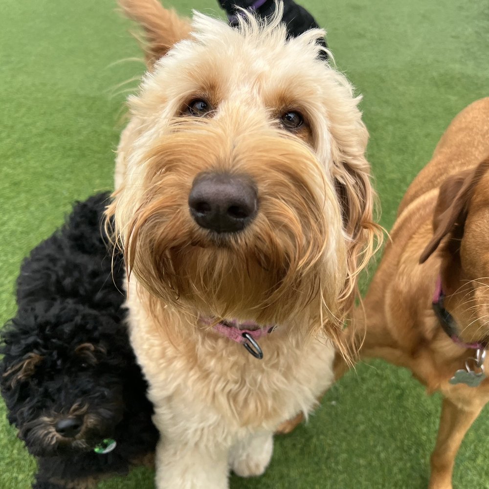 A Bark Idea - Bailey and all her Bark Idea friends! - Pet Training Near Me - Redondo Beach, California A Bark Idea - Bailey and all her Bark Idea friends! - Pet Training Near Me - Redondo Beach, California