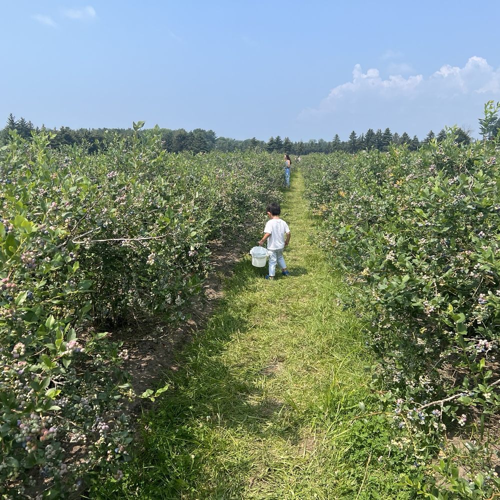 Bowerman Blueberries - Farmers Market Near Me - Holland, Michigan
