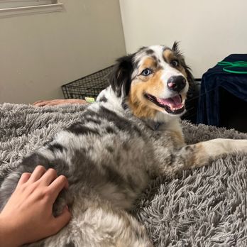 Next Gen ACS - Luna's first night - Pet Training Near Me Next Gen ACS - Luna's first night - Pet Training Near Me