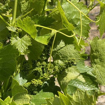 Fazeli Cellars Winery - Wineries Near Me - Temecula, California