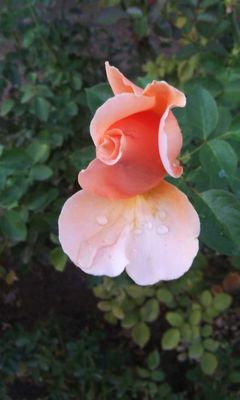 Rose Garden at Victory Park by null