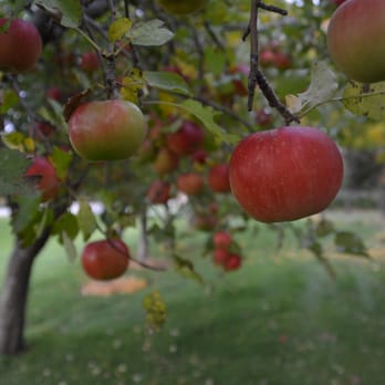 Fuggiti Segio Apple Orchard - apples hanging from a tree - Farmers Market Near Me - Waterloo, Iowa