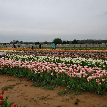 Texas-Tulips - Nurseries & Gardening Near Me - Pilot Point, Texas