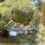 Morse Glass & Plastic