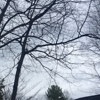 Tree Line Property Services - Before Picture: Tree and branches threatening bird room - Tree Services Near Me