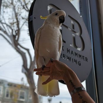 Willkommen - Bird friendly! - German Near Me - San Francisco, California Willkommen - Bird friendly! - German Near Me - San Francisco, California