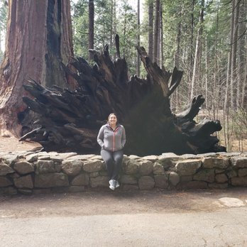 Calaveras Big Trees State Park - Parks Near Me - Arnold, California Calaveras Big Trees State Park - Parks Near Me - Arnold, California
