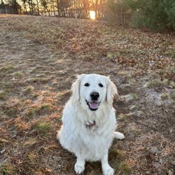 Heart of Gold Kennel - Daisy happy to be outside in the sun
